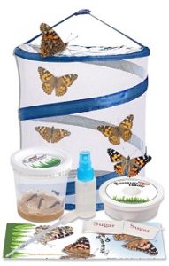 Caterpillar to Butterfly Kit: Painted Lady Butterflies