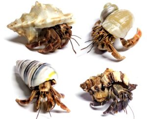 Live Purple Pincher Hermit Crabs