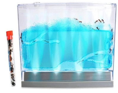 Lighted Gel Ant Habitat With Live Ants