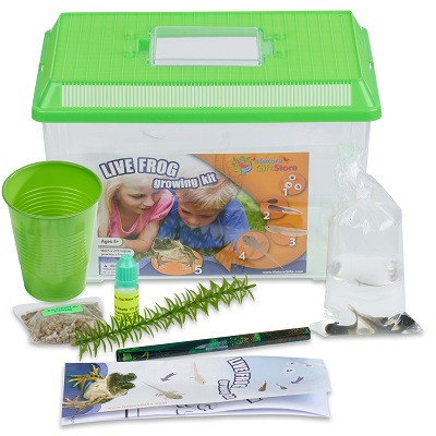 Tadpole to Frog Kit : Live Tadpole Kit