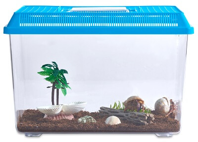 Hermit Crab Starter Kit with 2 Live Crabs