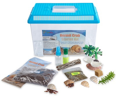 Hermit Crab Starter Kit