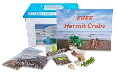 Hermit Crab Starter Kit with 2 Live Crabs