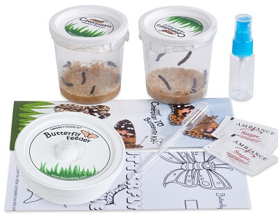 Painted Lady Caterpillar Refill Kit