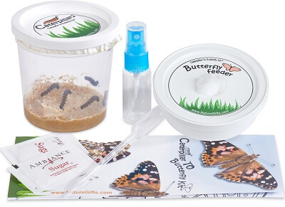 Painted Lady Caterpillar Refill Kit