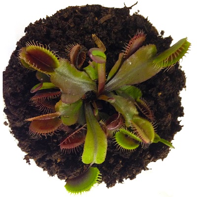 Deluxe Venus Fly Trap Kit