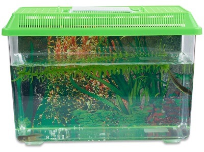 Tadpole to Frog Kit Large