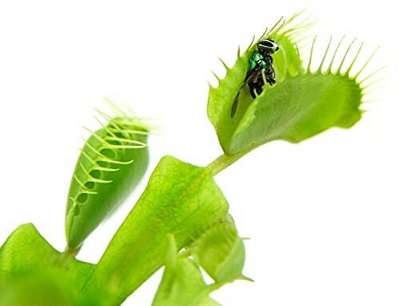 Flytrap