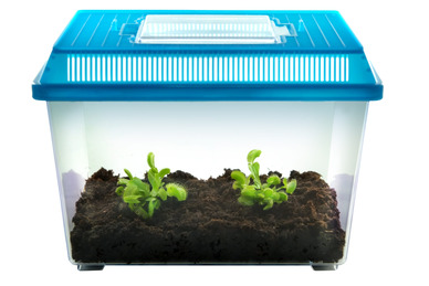 Deluxe Venus Flytrap Terrarium Kit