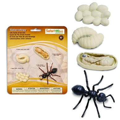 Ant Life Cycle Figurines