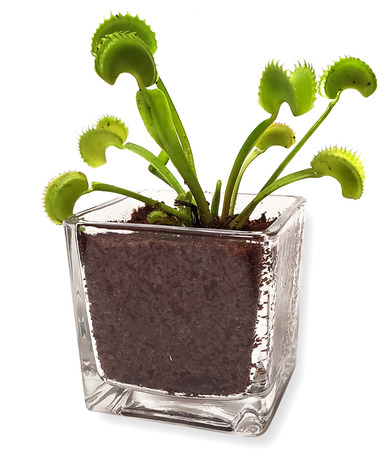 Live Venus Fly Trap or Sundew Plant in Glass Cube Vase