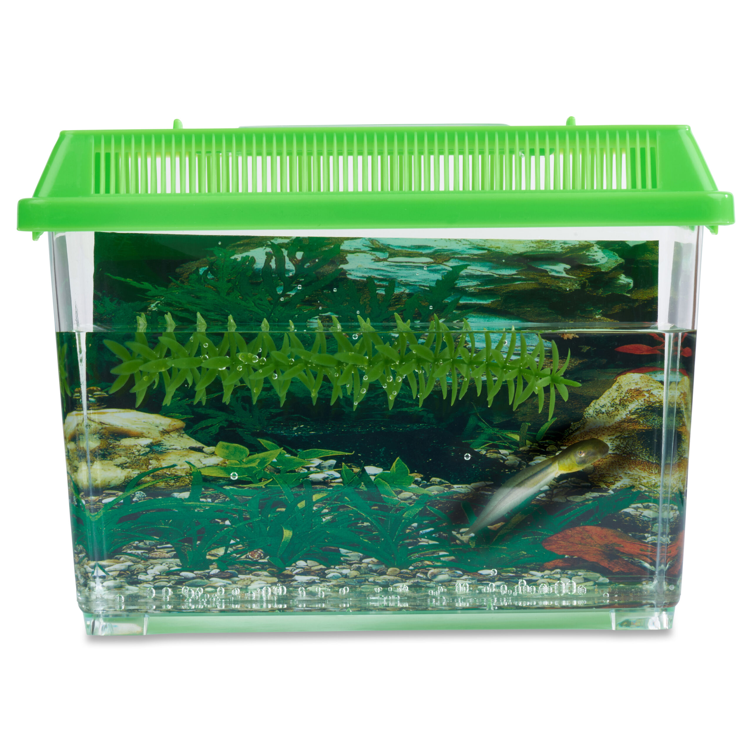 Small Frog Kit-1 MAIN