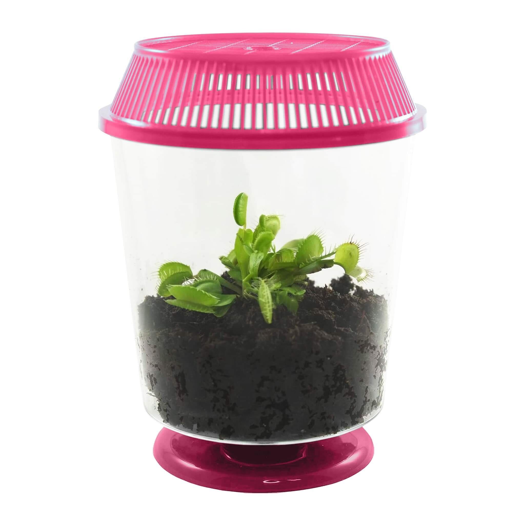 Adult Venus Flytrap in 4.5" Pink Terrarium - Carnivorous Plant Fly Trap by Nature Gift Store