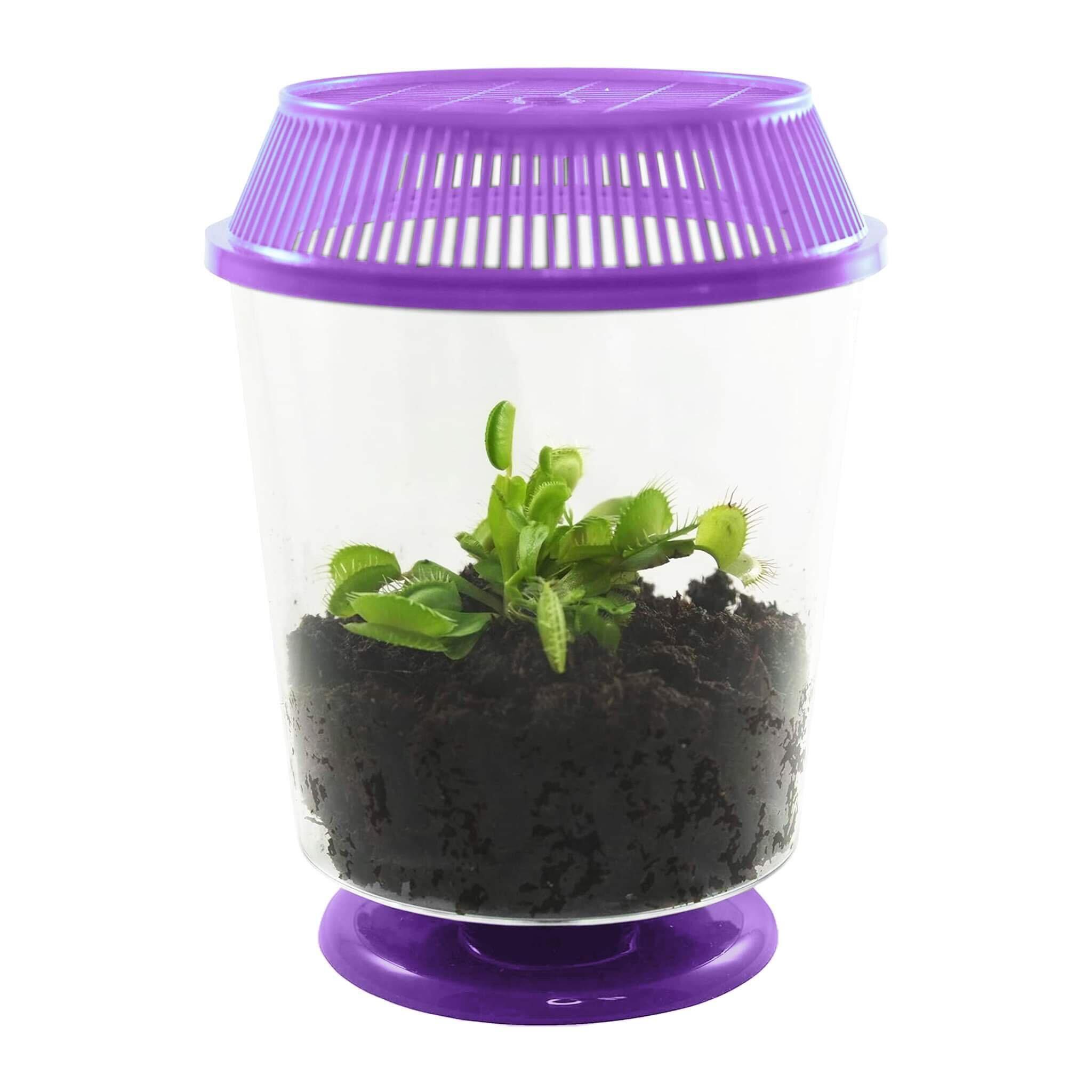 Adult Venus Flytrap in 4.5" Purple Terrarium - Carnivorous Plant Fly Trap by Nature Gift StoreAdult Venus Flytrap in 4.5" Purple Terrarium - Carnivorous Plant Fly Trap by Nature Gift Store