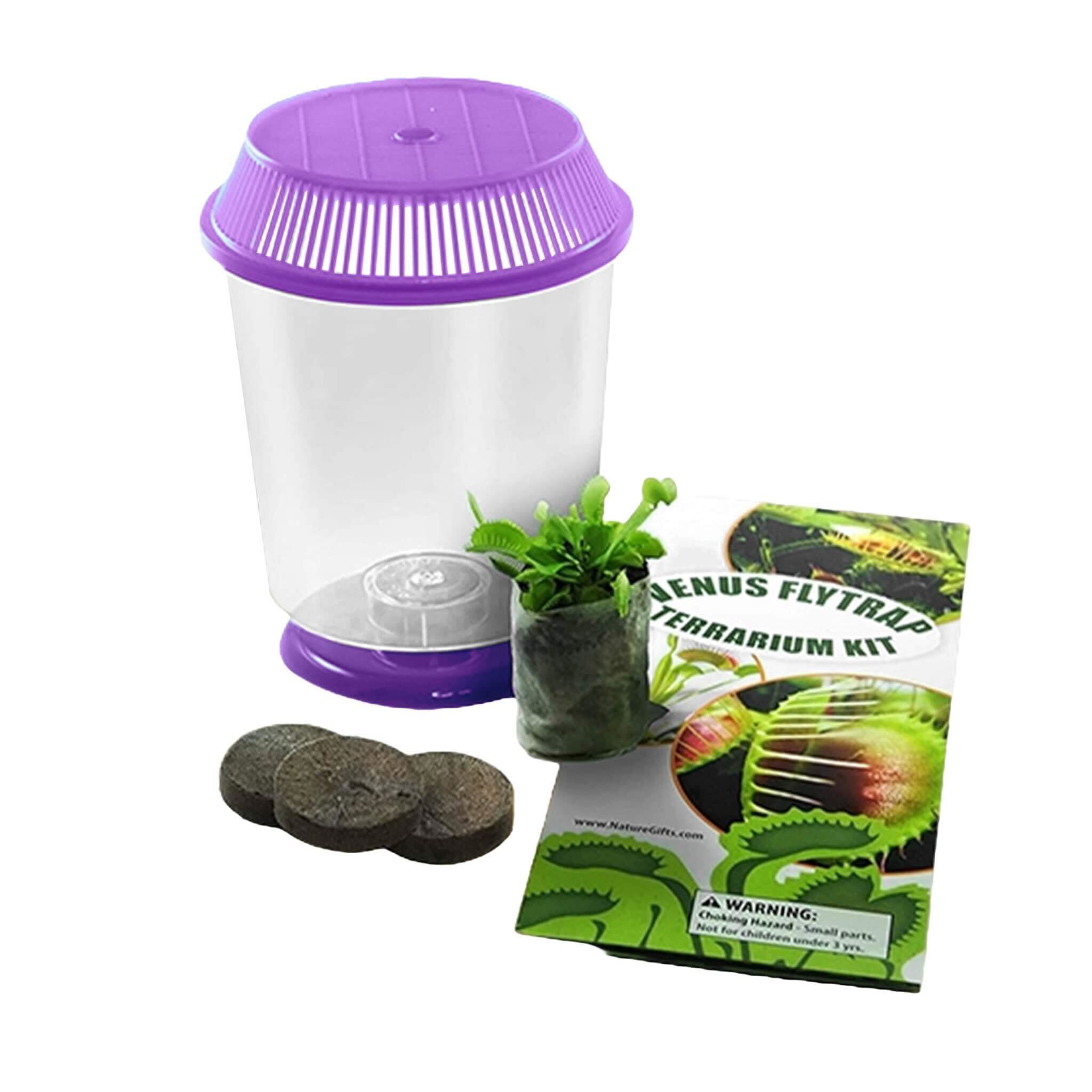 Nature Gift Store Venus Fly Trap + Carnivorous Plant Food Bundle in 4" Terrarium - Live Carnivorous Plants Kit with Purple Colored Lids, Dried Fly Larvae, Feeding Tweezers
