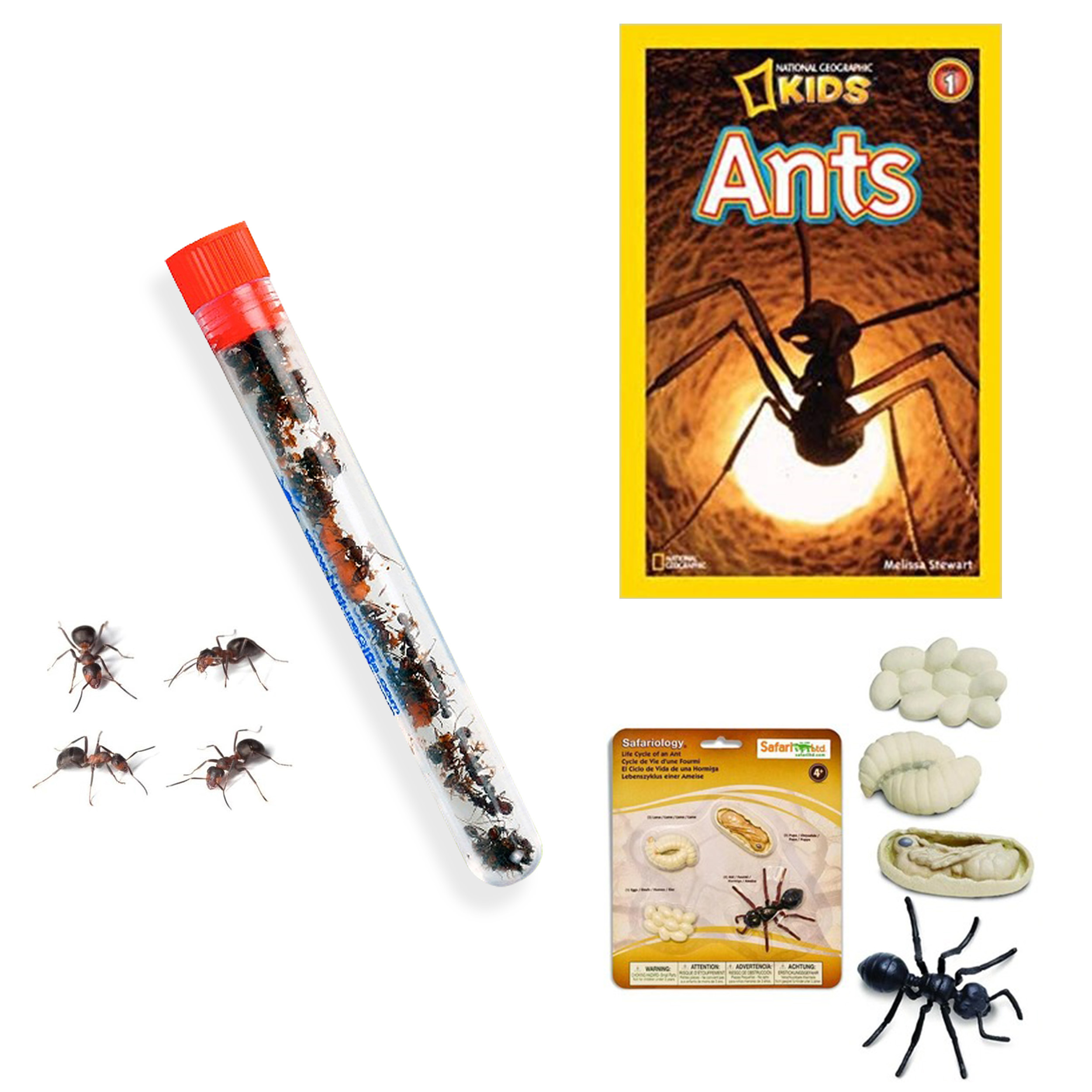 25 Ants+Book+Figurines